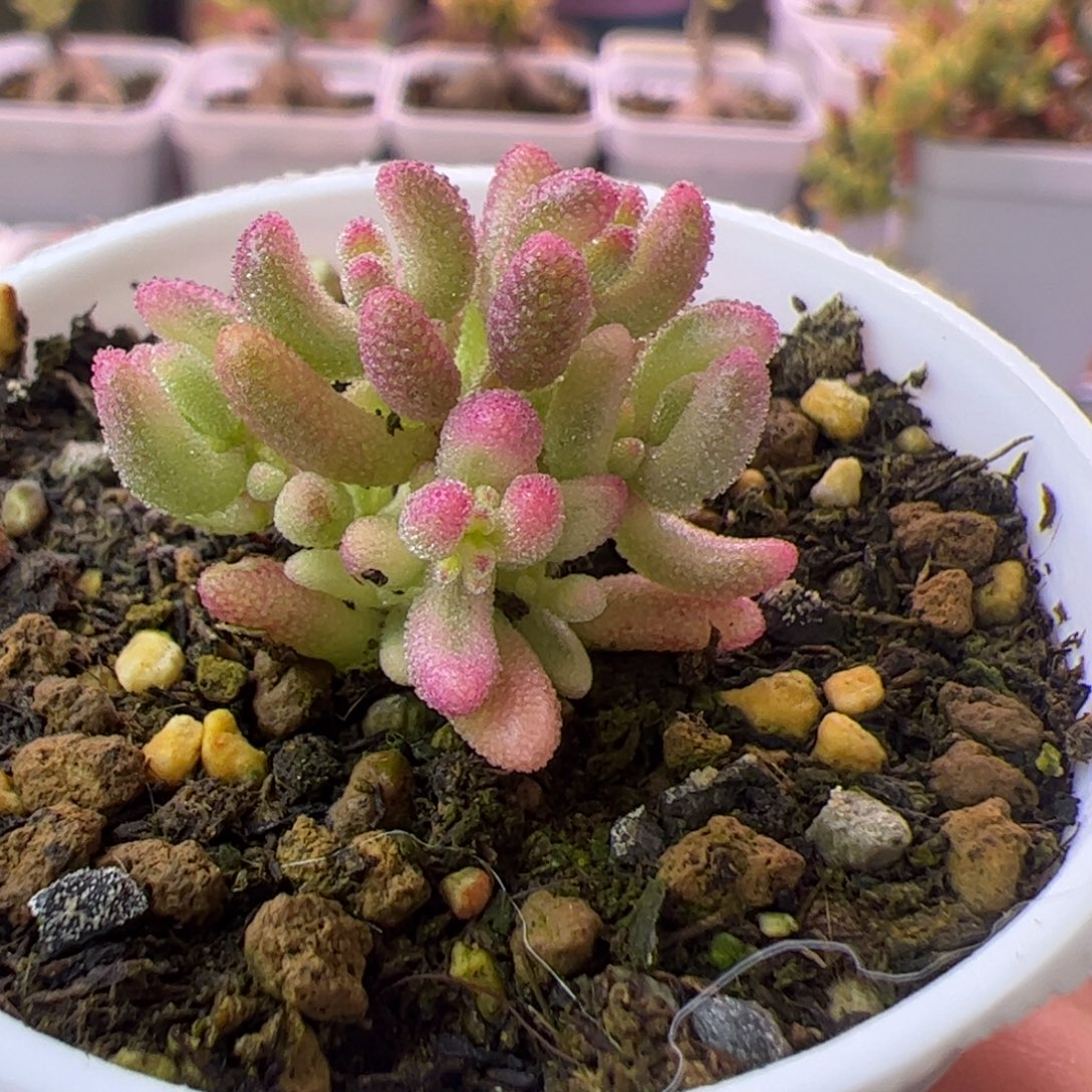 梨***濯多肉植物枝干红宝石锦