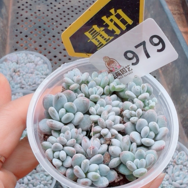 多肉植物多肉植物