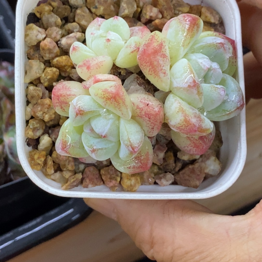 精品多肉一物一拍不包整257