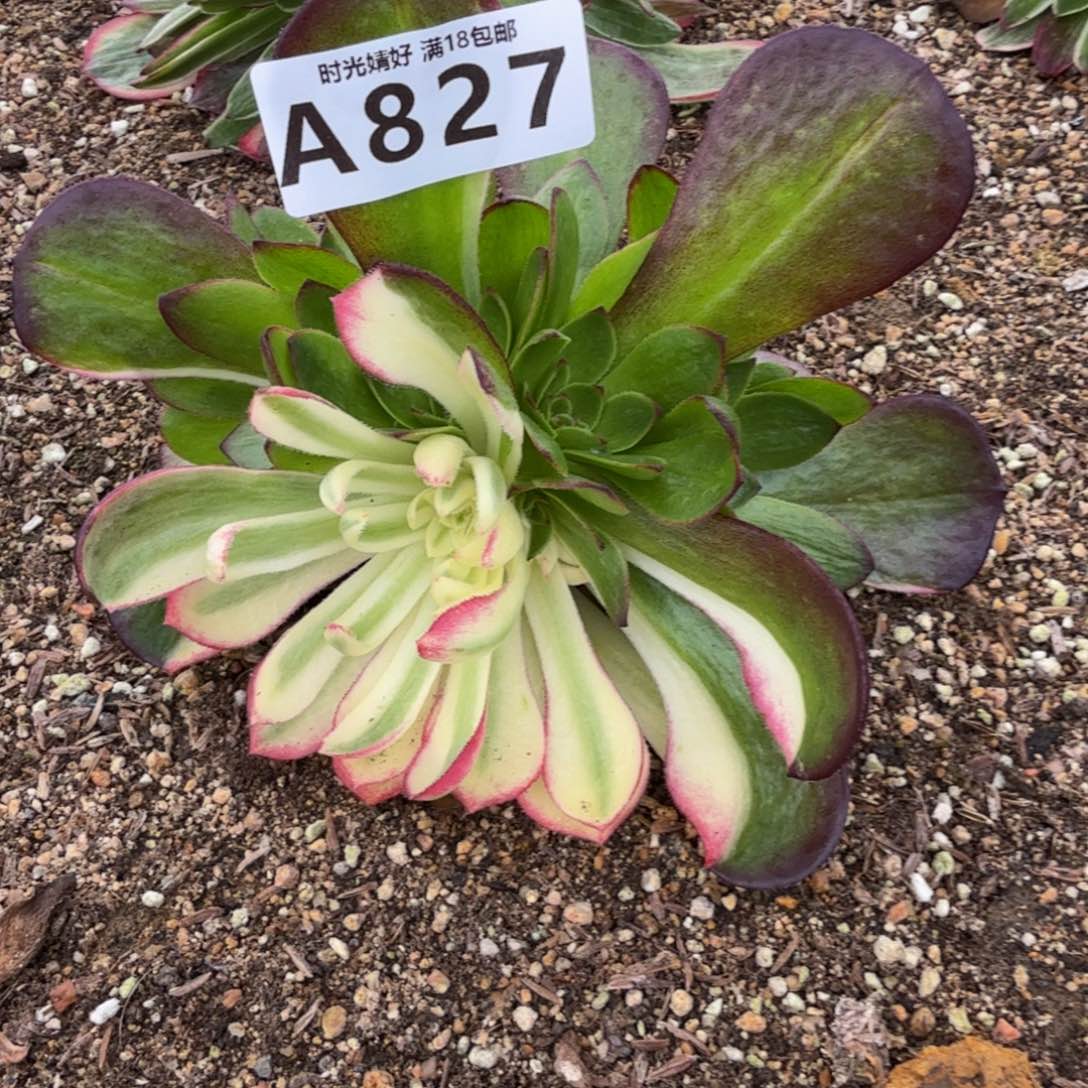 827海王。多肉植物