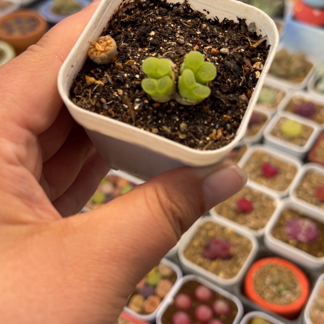 123多肉植物百科