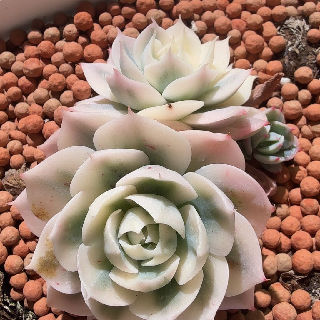 雪域白锦，多肉植物