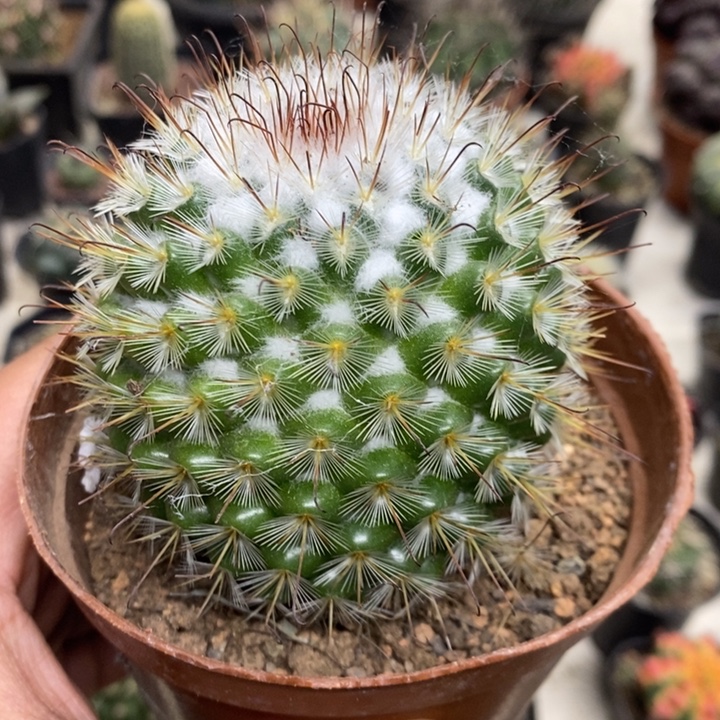 实生丰明丸特价福利