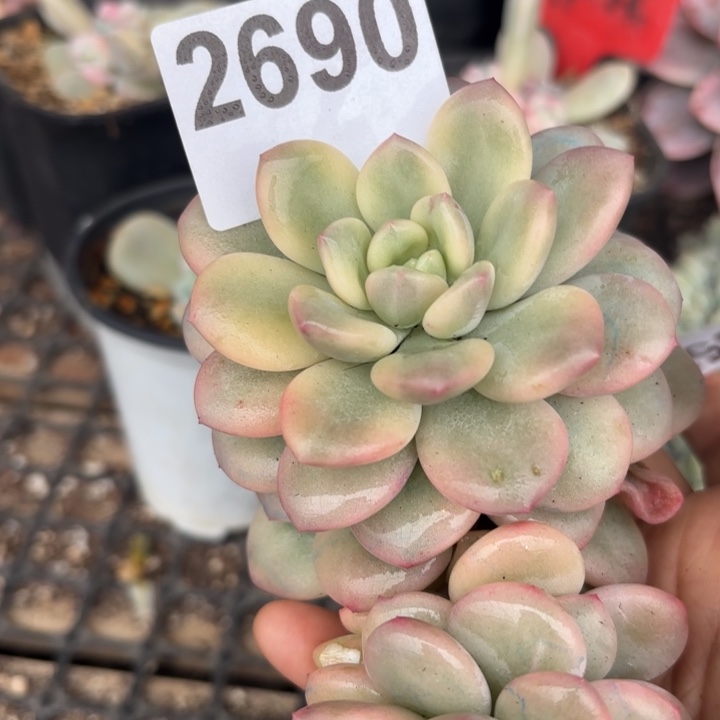 满18包邮当场凑单