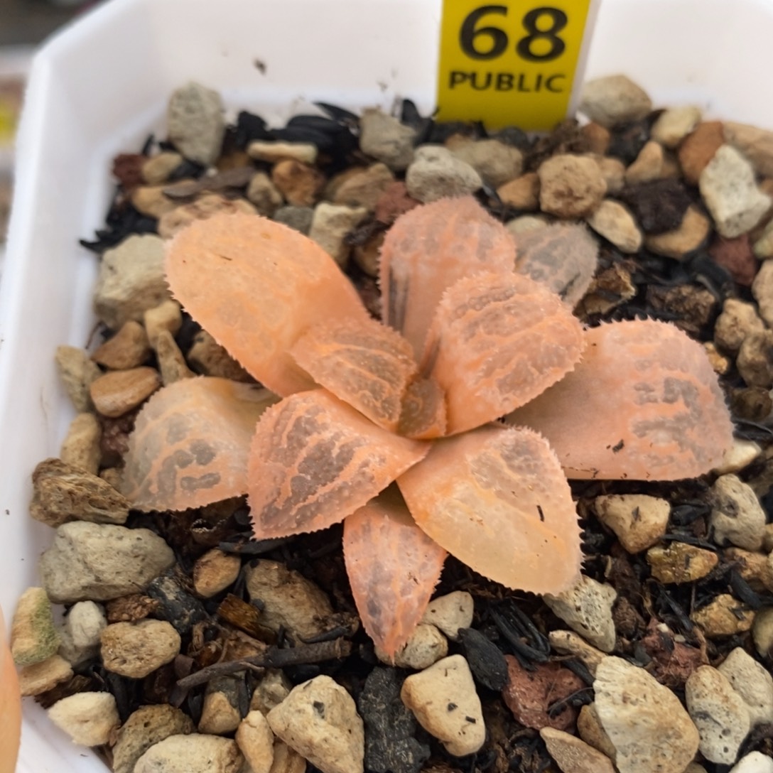 68具味城锦一物一拍