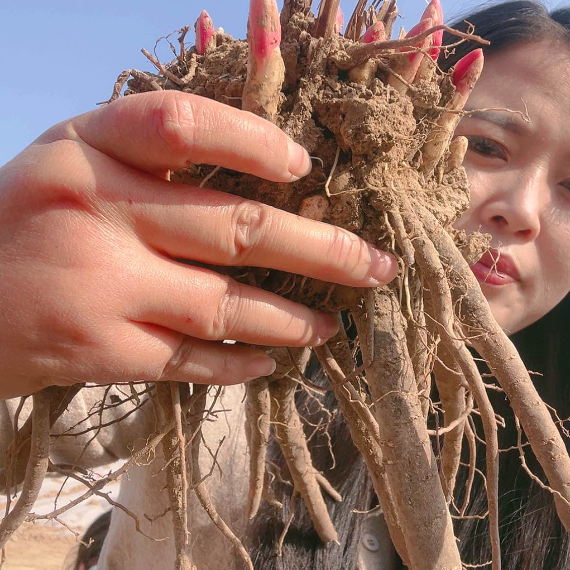 【闪购商品】完全开放大富贵