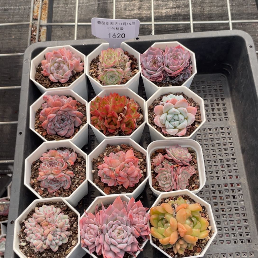 不包整散 盆子不售后1620