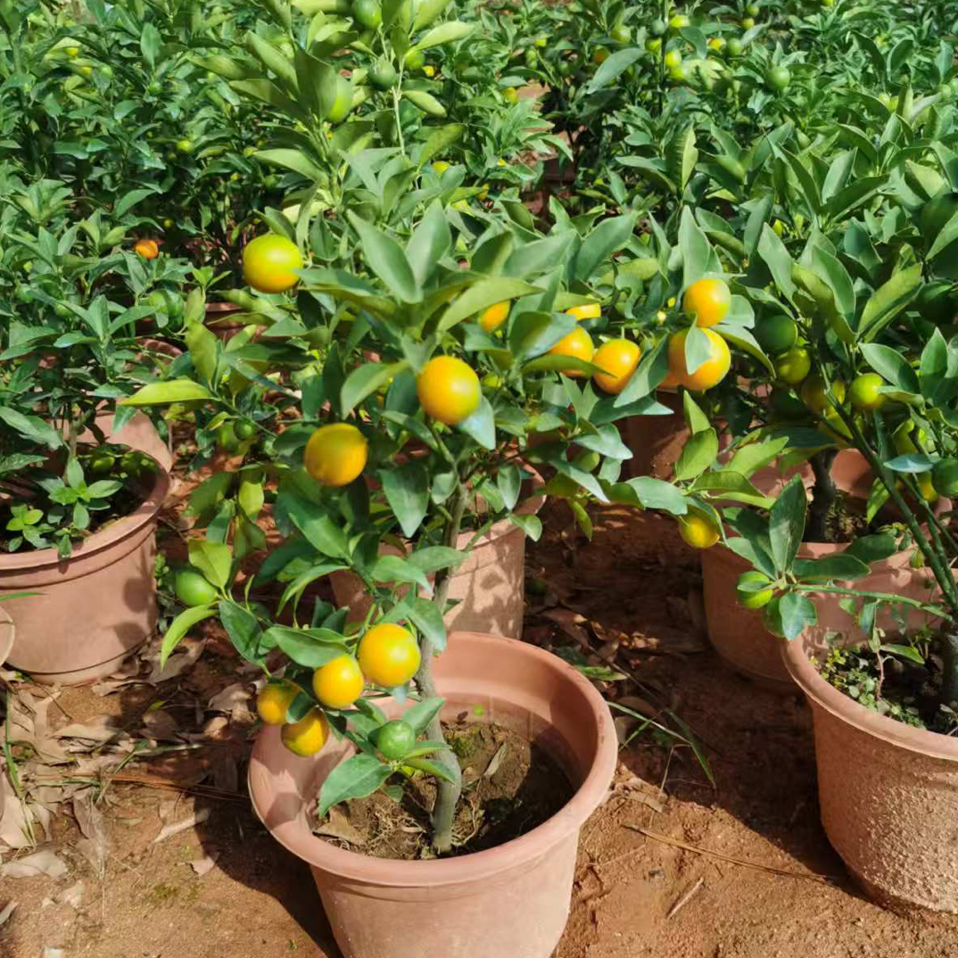 热卖脆皮金桔二代果甜脆口好吃当年结果南方阳台庭院盆栽果树苗