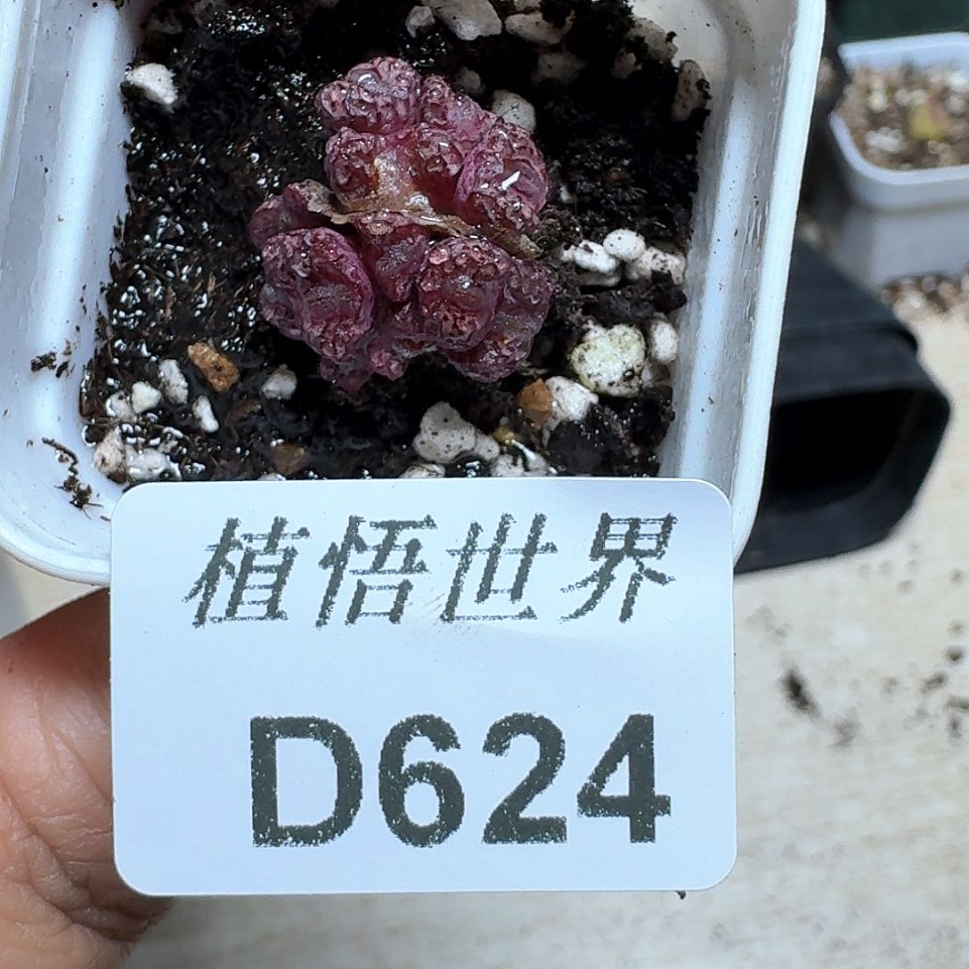 624盒多肉植物哇f v
