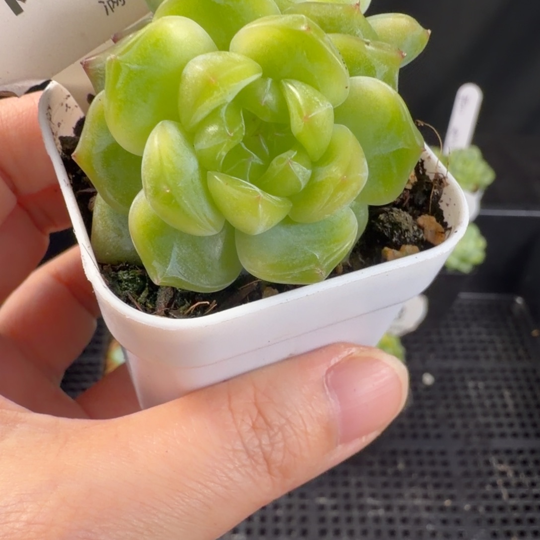 珍妮双头174号一颗