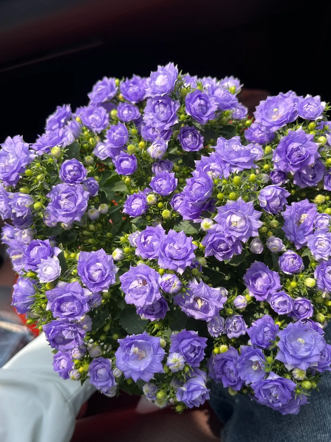 【重瓣风铃】零度以下拍保温庭院阳台地栽盆室内室外南