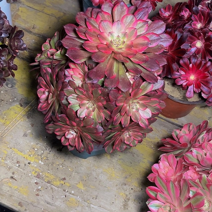 烟花烟花烟花001