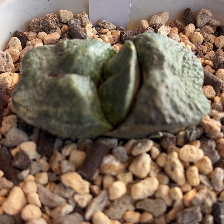 354脱土发货1111111111