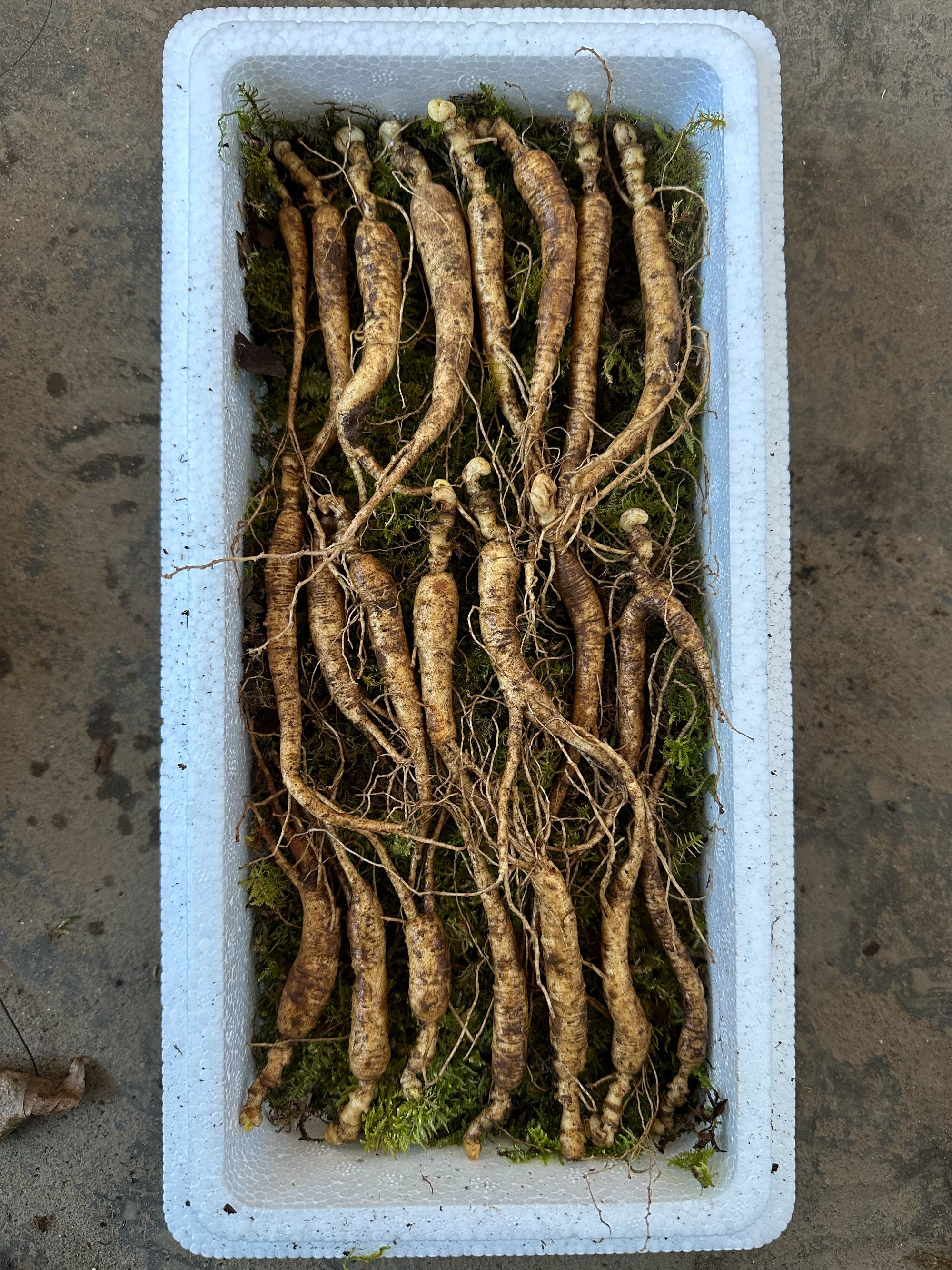 长白山林下鲜参15支单支10克左右青苔保温箱顺丰空运发货