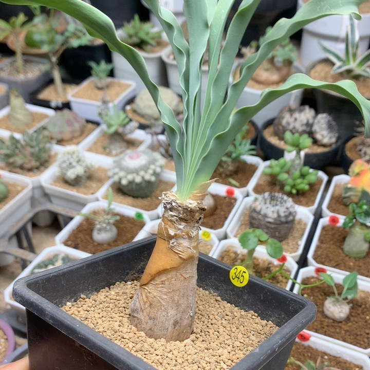 产地巨凤之卵带盆2.5cm