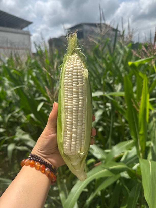 高师傅现搬忠路甜糯白玉米