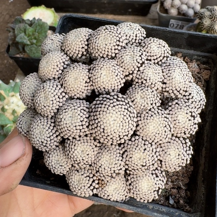 261萝卜根松针牡丹仙人球