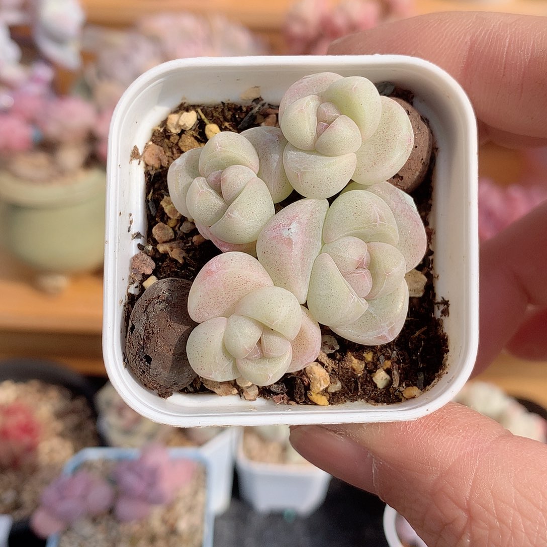 6111四头奶油冰玉多肉一颗4.7厘米