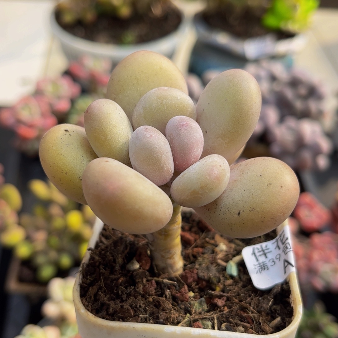 695/5cm蛋黄奶多肉