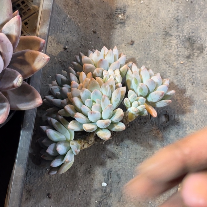 不***⋆541 满20包邮脱土发货