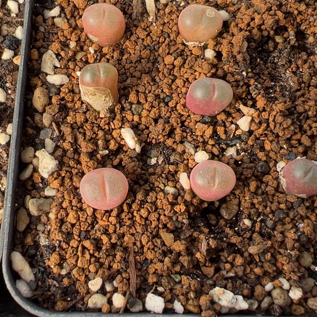 27-27量拍1792.9大熊猫风铃一颗