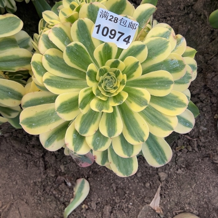 10974南雪莲多肉植物