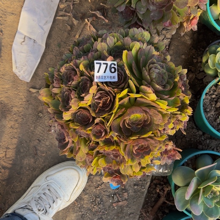 拉丝花27-9包邮花花