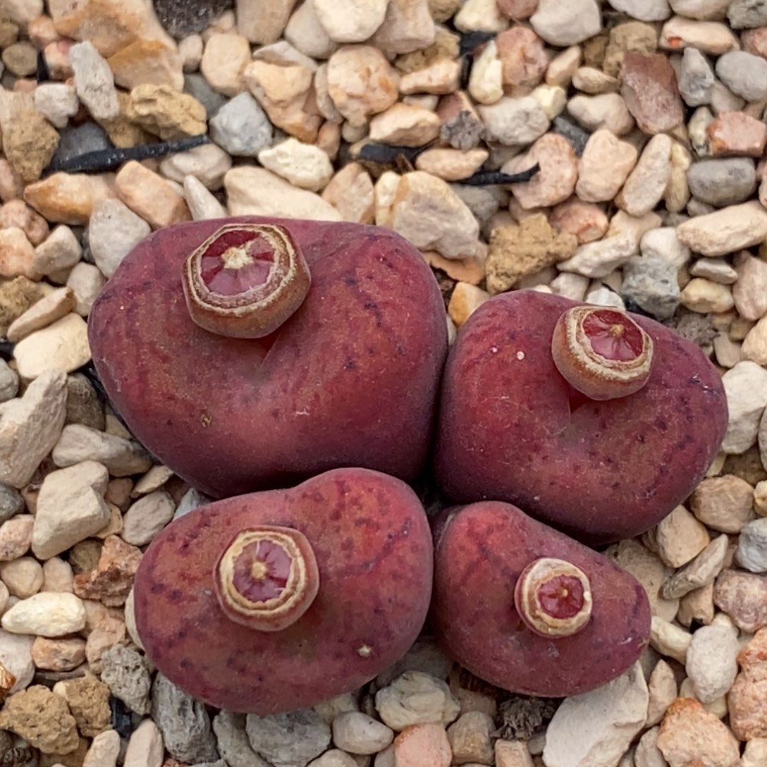 好看好看好看杂交