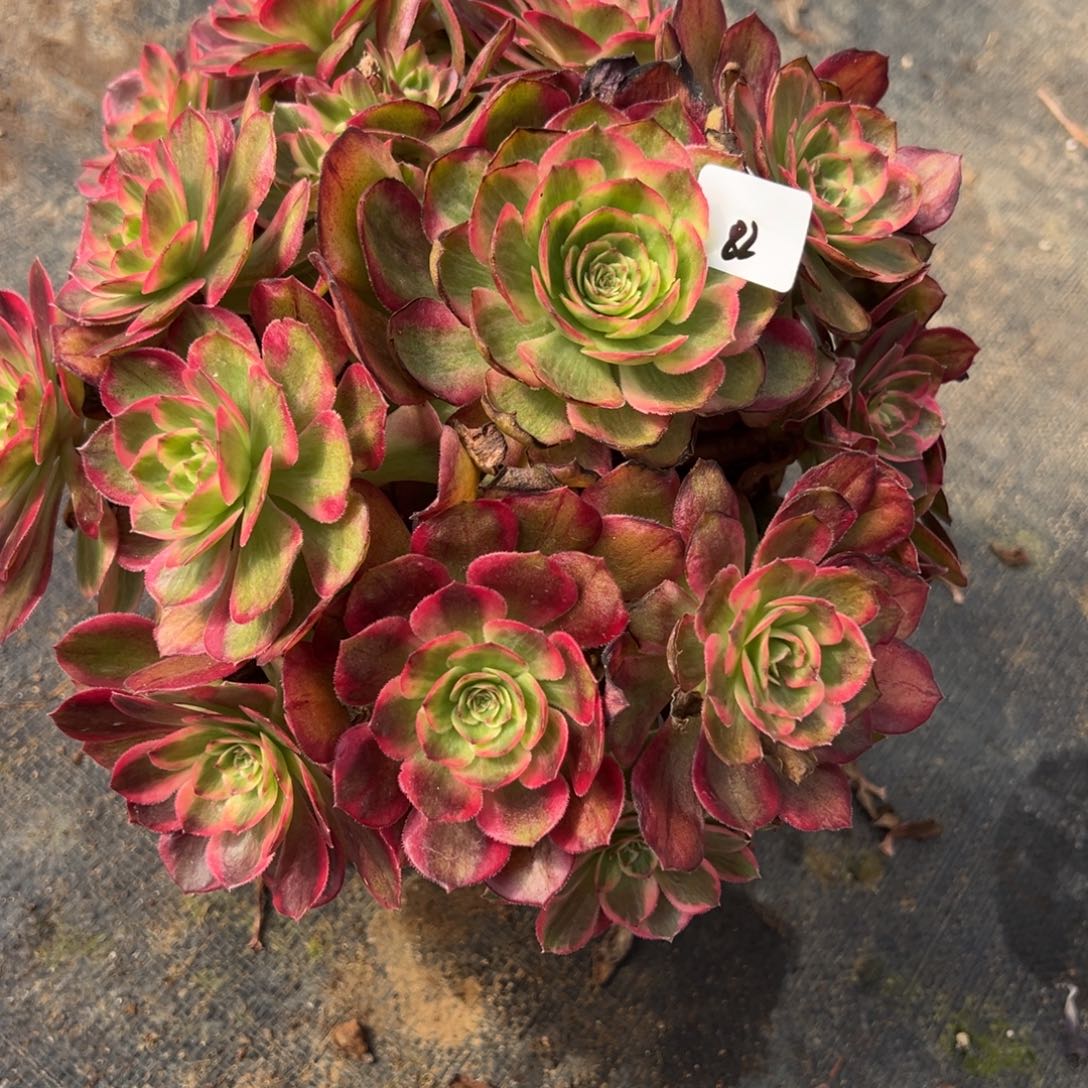 82赤子心多肉嘻嘻嘻