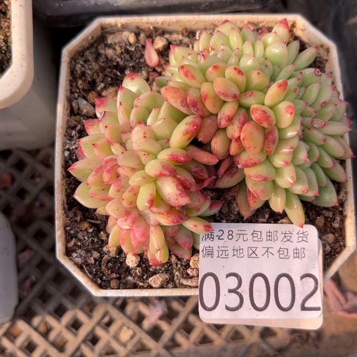 幸运的人会遇到你喜欢