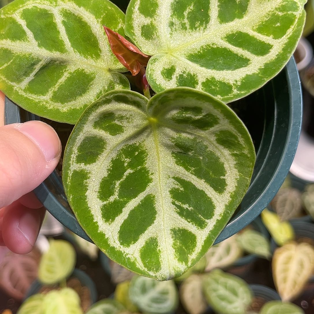 不开花植物skg银杂铜锣烧