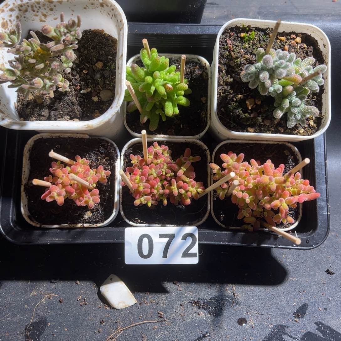 枝干番杏多肉植物072