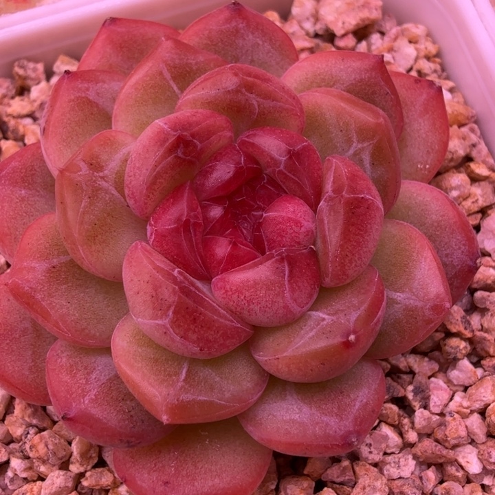 琴心多肉植物一物一拍