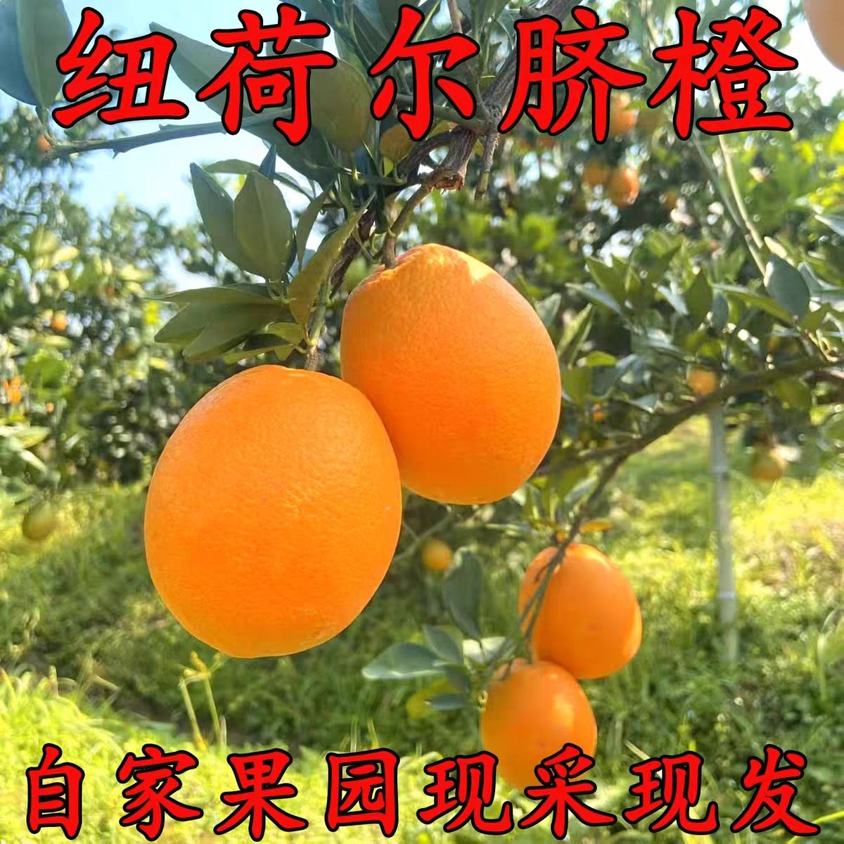 荆州纽荷尔沃柑冰糖橙脐橙新鲜现摘应季产地直发香甜橙子江西赣橙