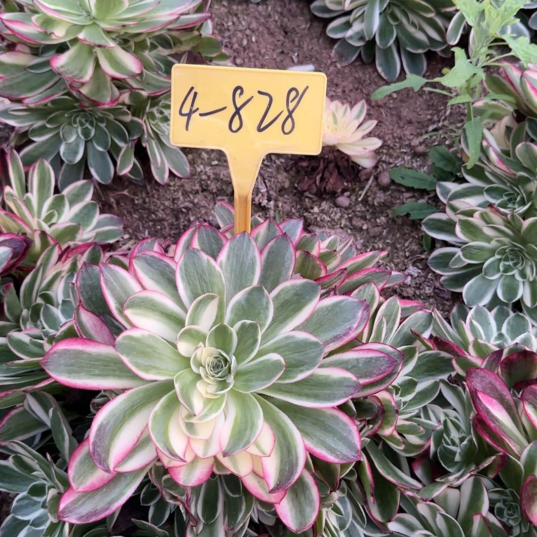 糖*?4-828--+多头多肉植物