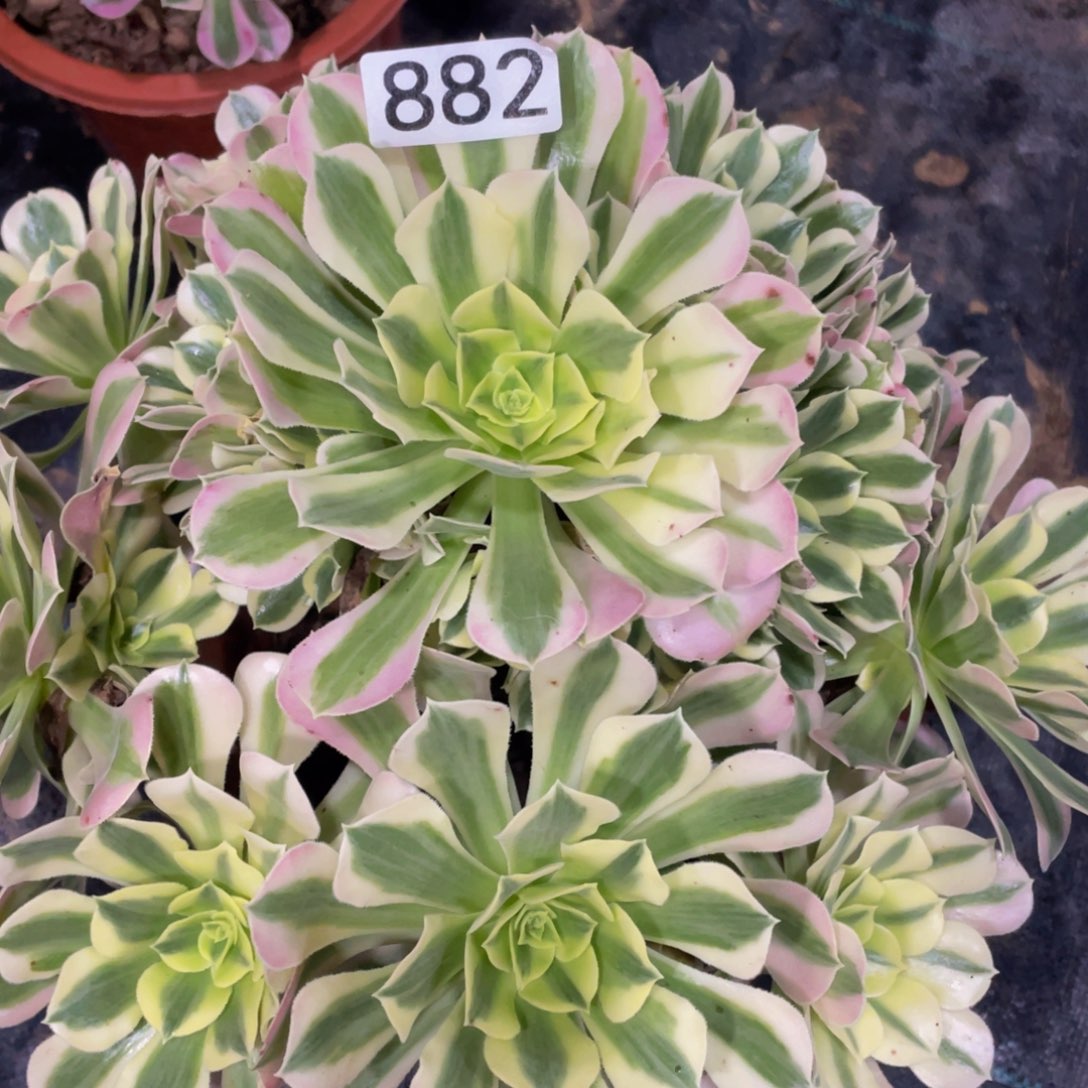 882白凤11111多肉