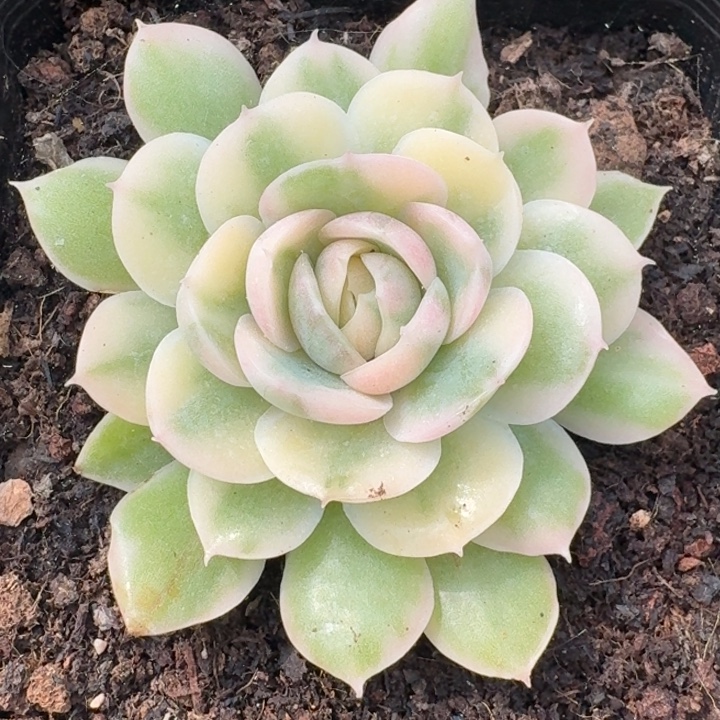 昂斯诺锦一物一拍