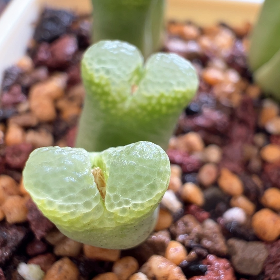 508。青蛙种源pv767绿泡泡风铃