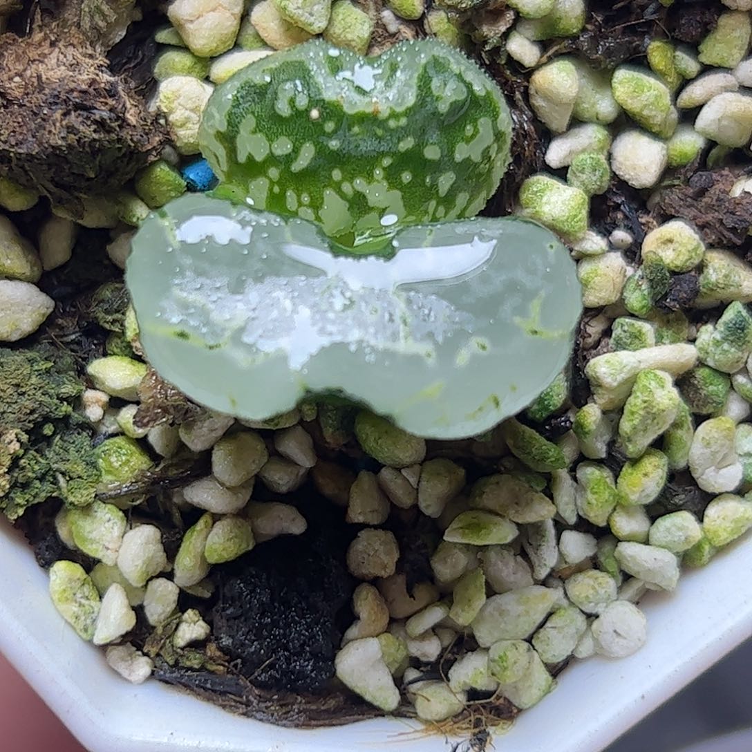 碧空十二卷十二卷十二