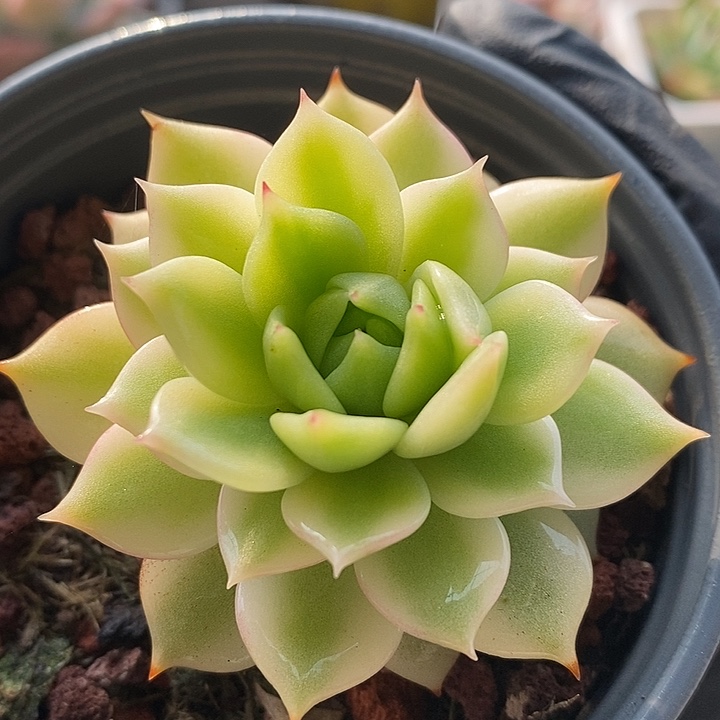 棱静复轮锦青草绿
