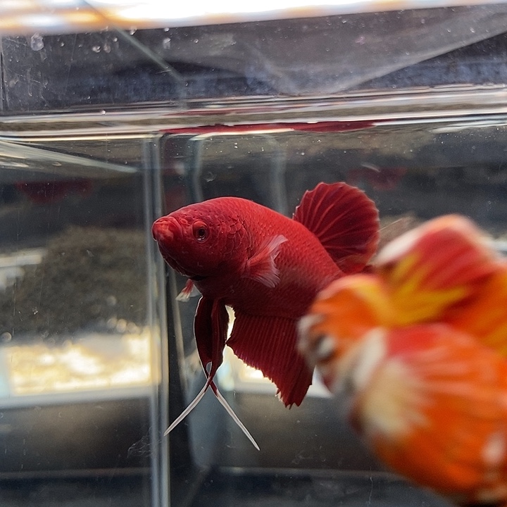 斗鱼黑106号巨斗将军