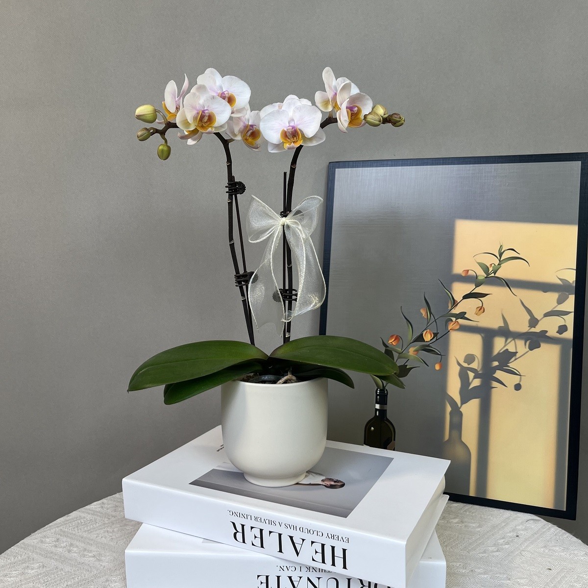 蝴蝶兰 【玉芙蓉】白花黄心中花型 室内桌面花卉绿植乔迁送礼