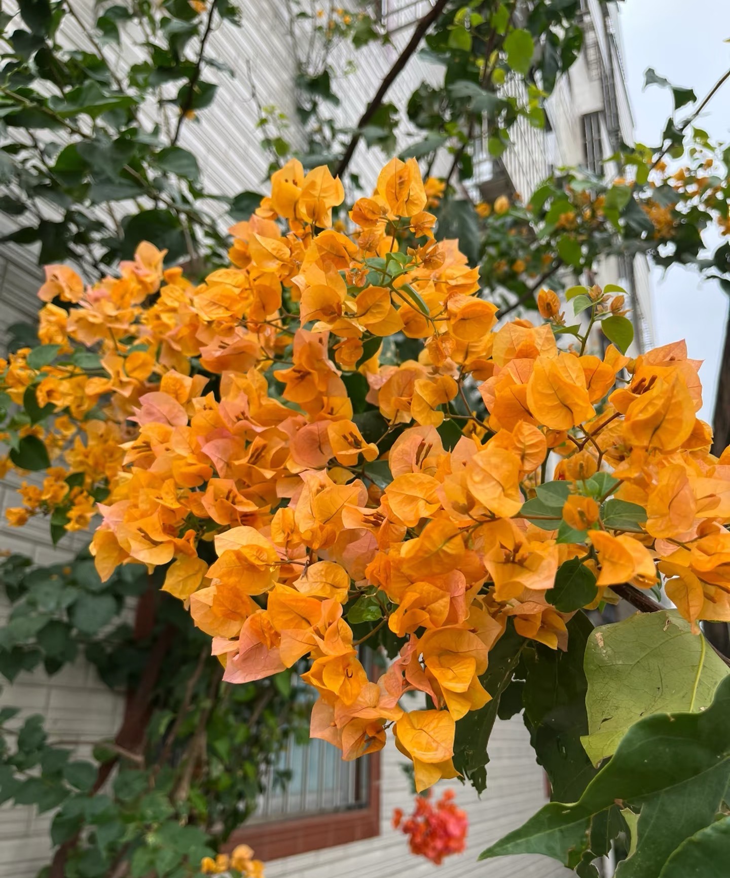 【加州黄金1加仑】金黄色系带盆土观花三角梅