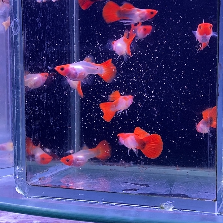 孔雀鱼黄华蓝贵族5对