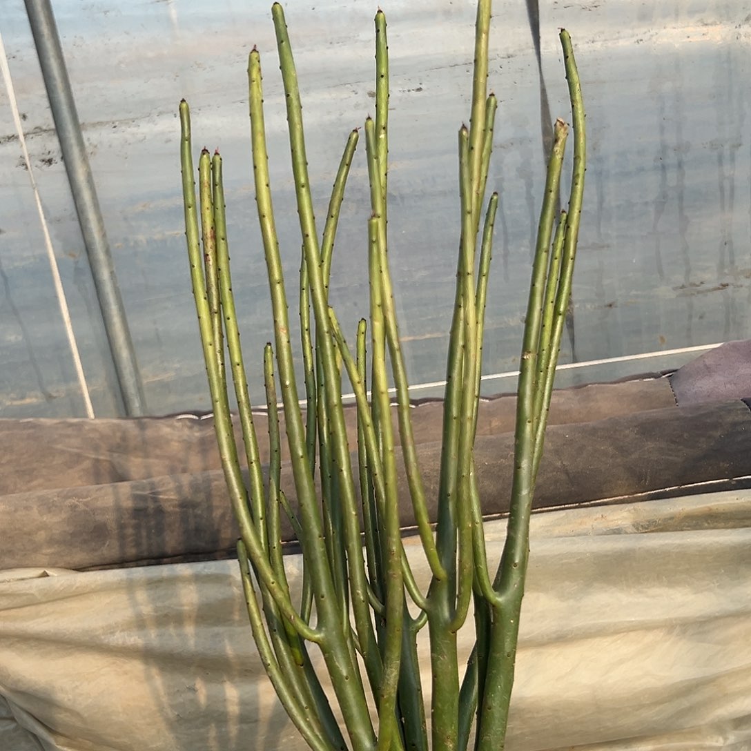 多肉植物光棍树群