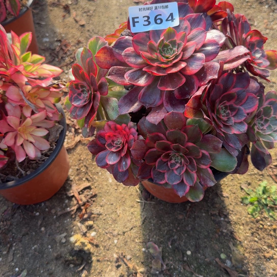 364克拉恋人。多肉植物