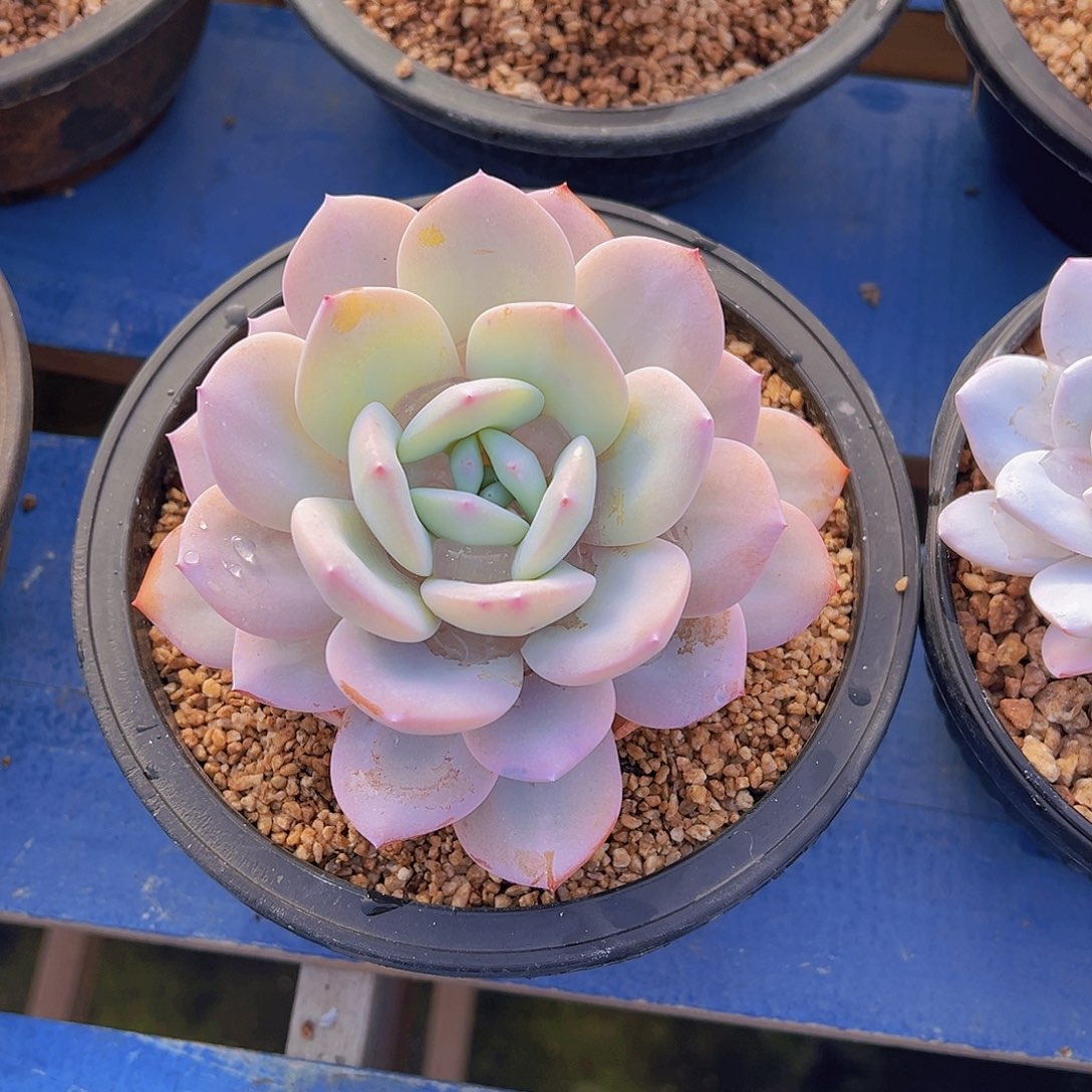 大*子奶茶，多肉植物，