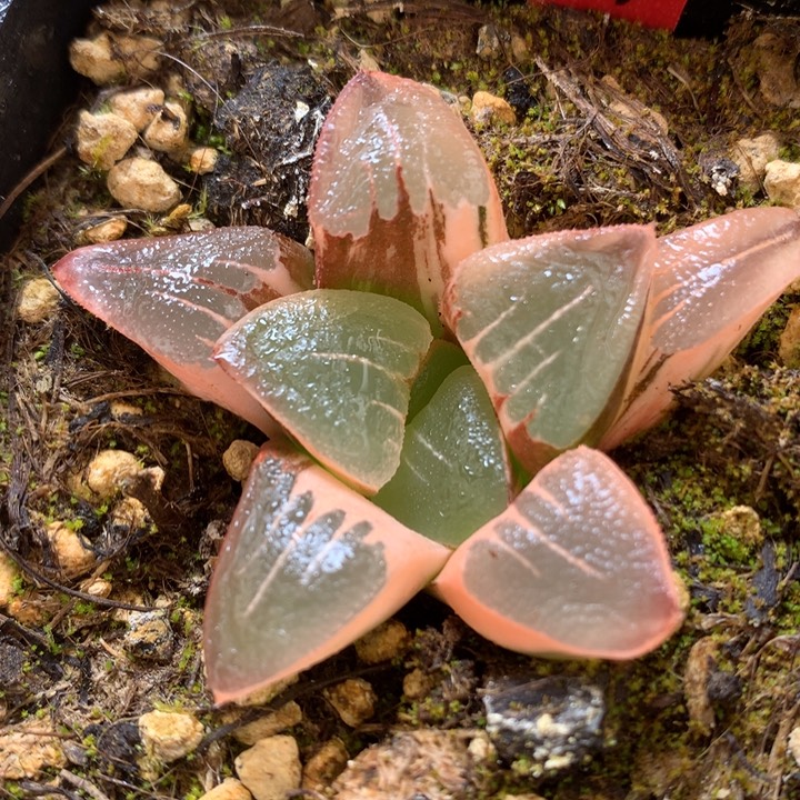 克锦带盆土带哦11556