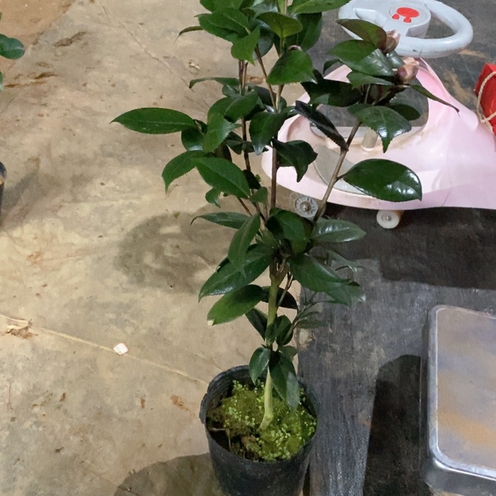 红叶贝拉 一物一拍