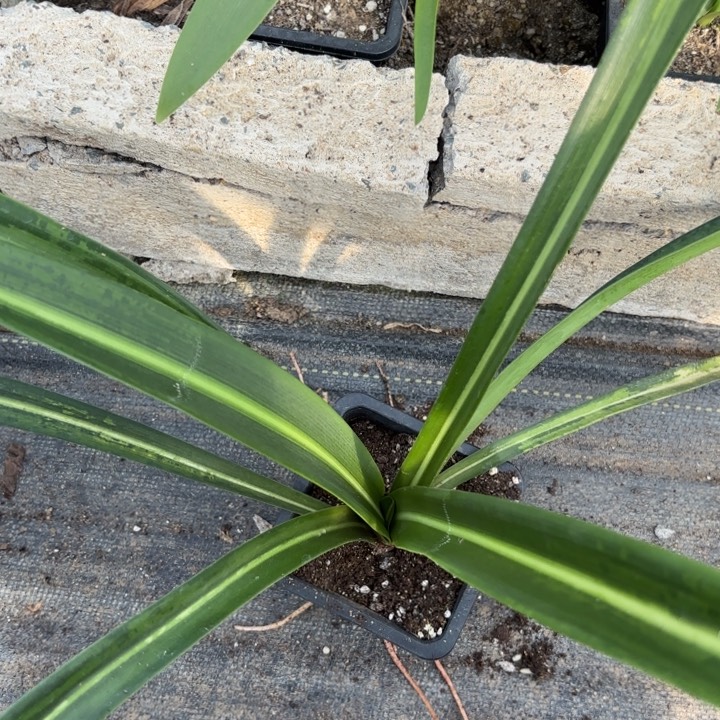 无花朵九月玫瑰线原盆原土包对版